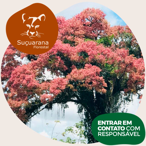 Arborização e Paisagismo Ecológico - Suçuarana Florestal