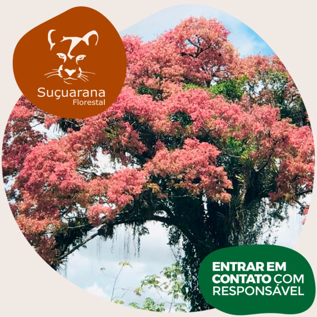 Arborização e Paisagismo Ecológico - Suçuarana Florestal