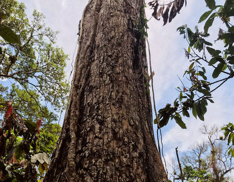 Suçuarana Florestal